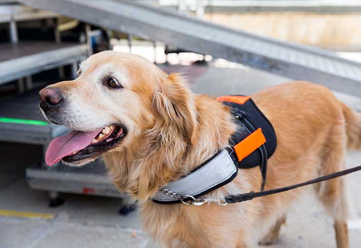 American announces changes to policies for travel with Emotional Support Animals, Service Animals