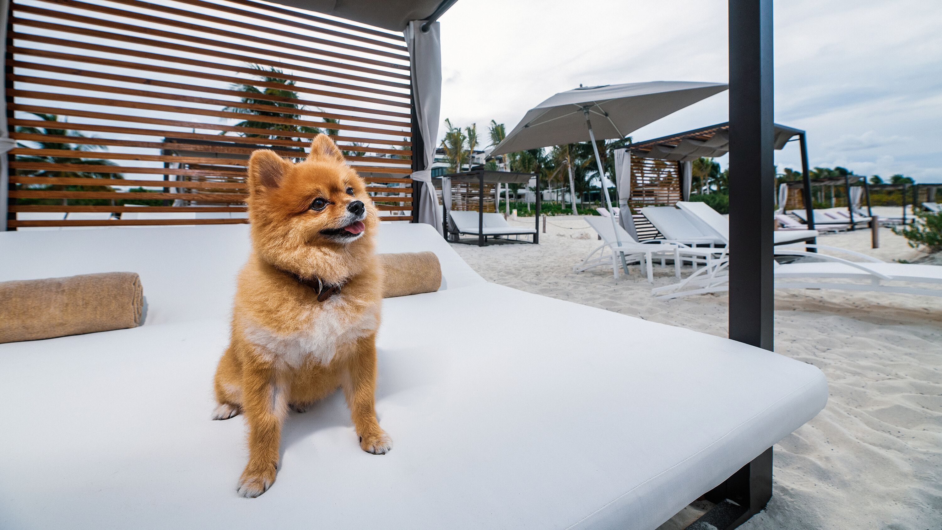 Atelier de Hoteles - Pet Friendly