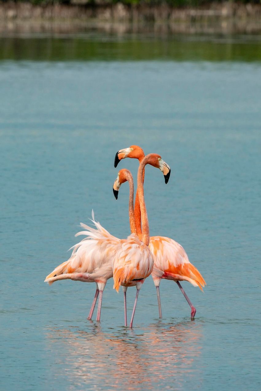 Caribbean Flamingos At Brito Salt Flats, National Park And Biosphere Reserve Of Zapata Swamp, Matanzas Province.  Courtesy Of Yoel De La Paz Lopez.jpeg
