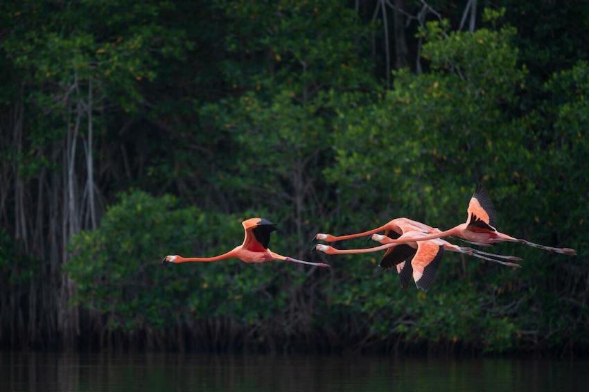 Caribbean Flamingos From Guanaroca Wildlife Refuge, Cienfuegos, Cuba.  Courtesy Of Yoel De La Paz Lopez.jpeg