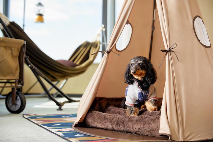 Enjoy-the-ultimate-stay-with-your-pup-at-Hyatt's-pet-friendly-hotels-year-round-2.jpeg