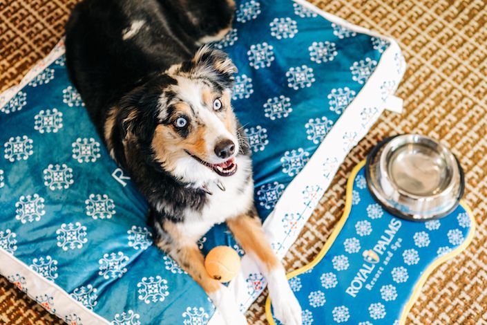 Enjoy-the-ultimate-stay-with-your-pup-at-Hyatt's-pet-friendly-hotels-year-round-3.jpeg