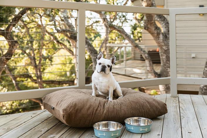 Enjoy the ultimate stay with your pup at Hyatt's pet-friendly hotels year round