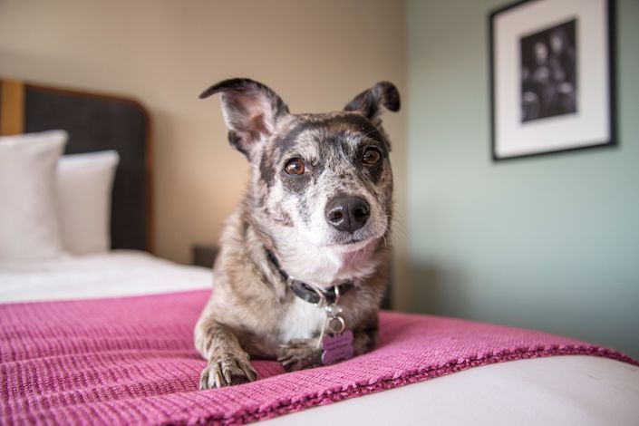 Expedia releases top 12 dog-friendly hotels around the world