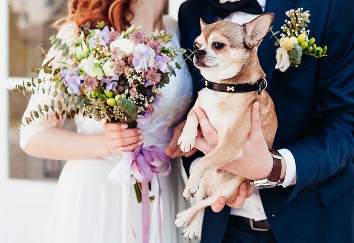Four-legged friends are welcome to attend weddings at these hotels