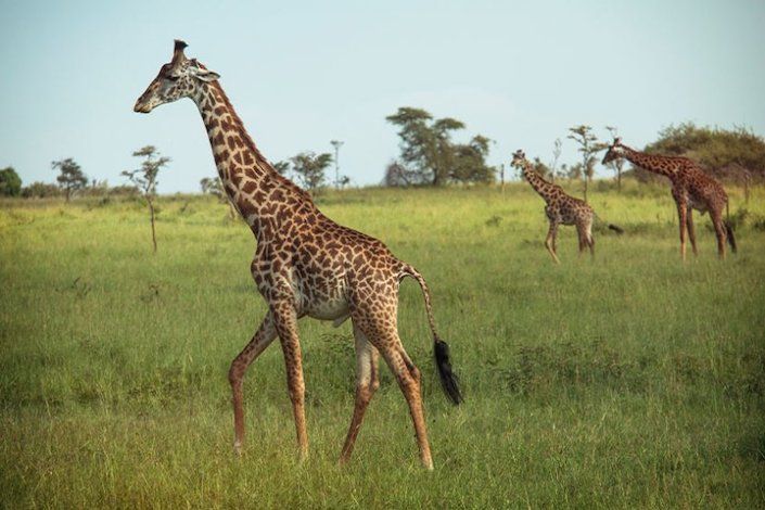 G Adventures announces two new National Geographic Family Journeys