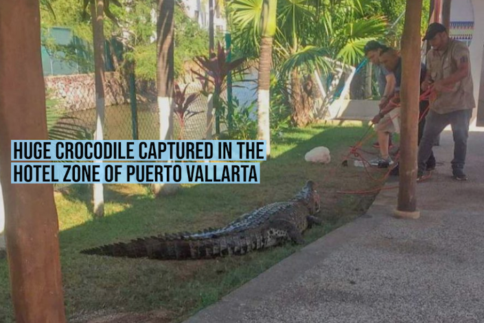 Huge crocodile captured in the Hotel Zone of Puerto Vallarta