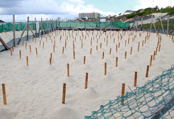 Pandemic likely reason Cancun records record sea turtle nesting season