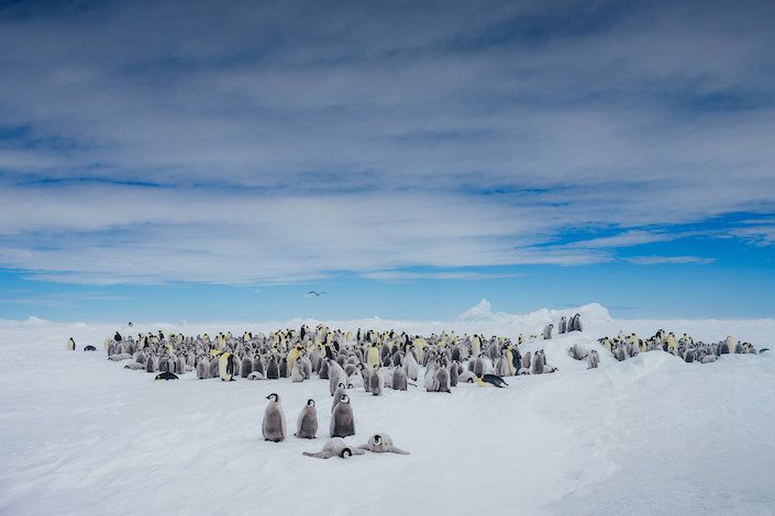 Quark Expeditions returns to the legendary Emperor Penguin Colony at Snow Hill