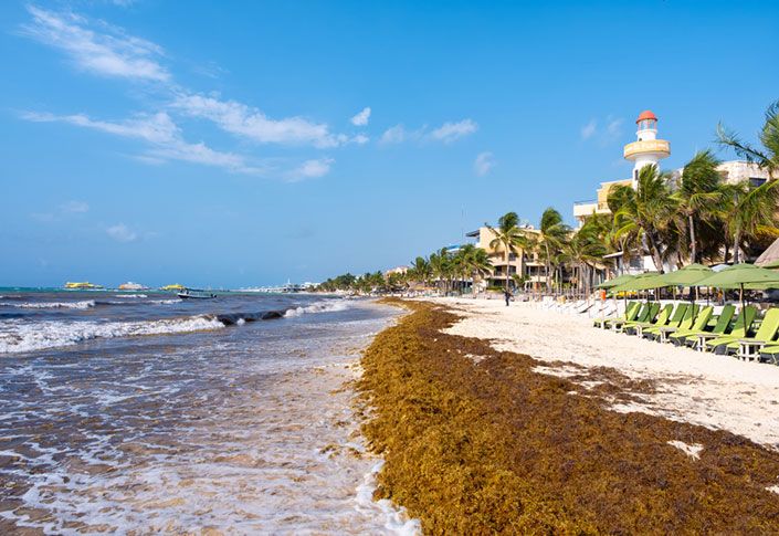 Quintana Roo hoteliers will shuttle guests to sargassum-free beaches