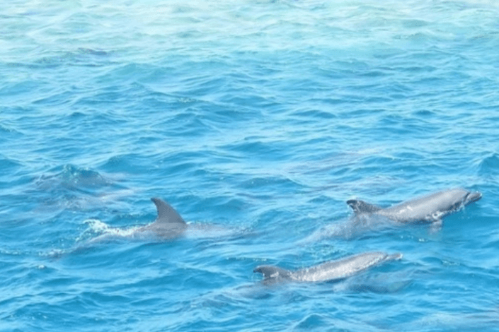 México prohíbe el cautiverio de delfines con fines de entretenimiento