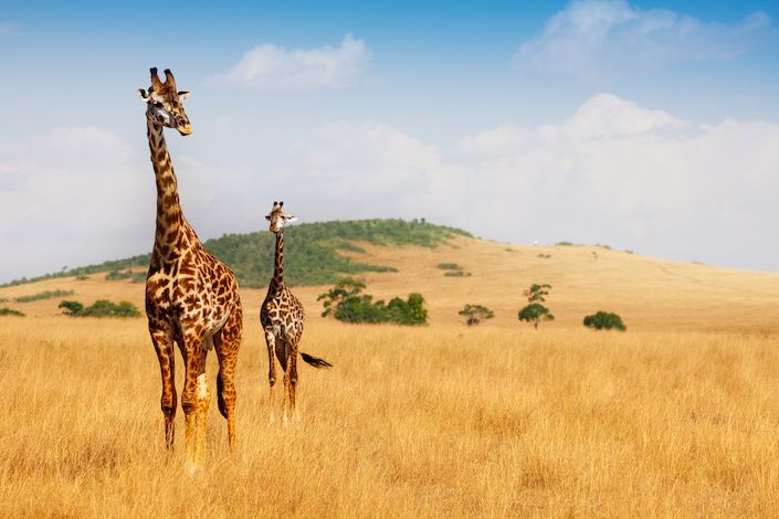 Sunny-Land-Tours'-Kenya-Safari-FAM-2.jpeg