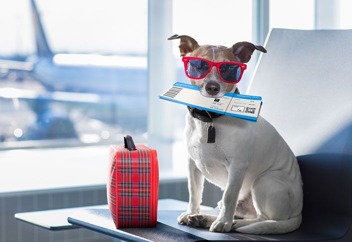 The GO Group says travelers have mixed views about pets on planes