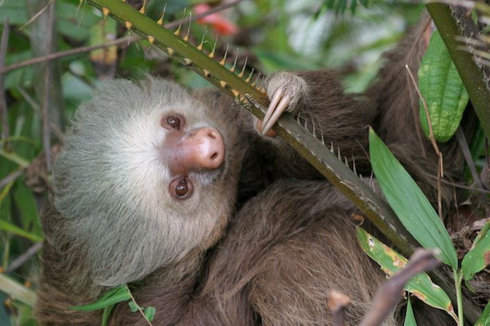 The Sloth becomes Costa Rica's newest national symbol