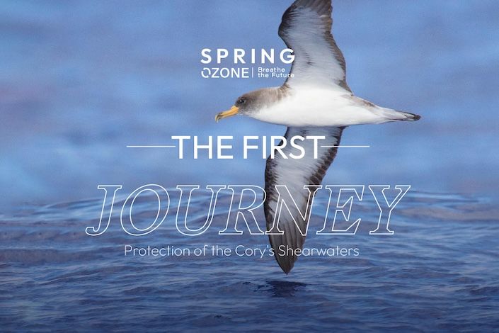 The first journey of the Cory’s shearwaters