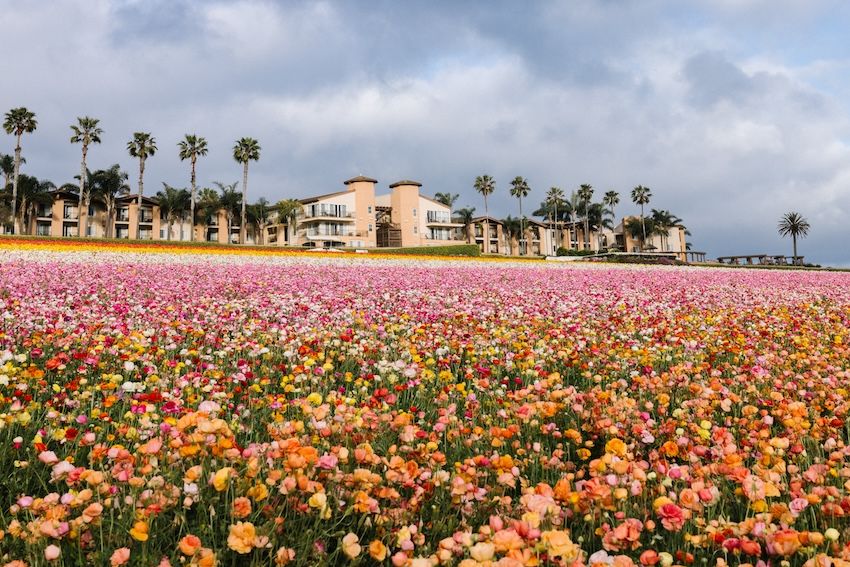 Visit-Carlsbad-Flower-Fields.jpg