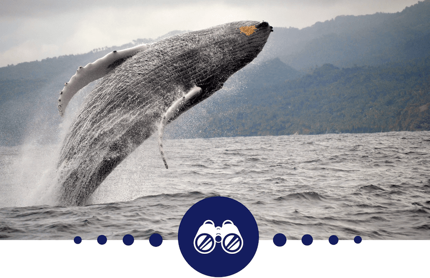 Whale-Watching Season Dominican Republic.png