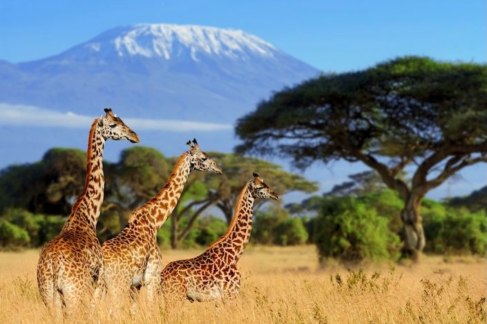 Air Transat gets approval for Kenya codeshare flights