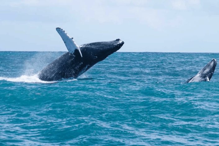 Avistamiento de ballenas en Samaná, un espectáculo natural que no te puedes perder
