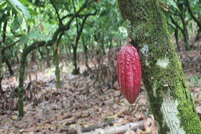 El cacao, nueva oferta ecoturística de República Dominicana
