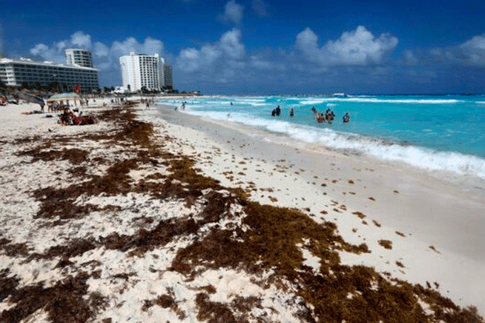 Cancún: el sargazo ya amenaza a siete playas con el primer recale
