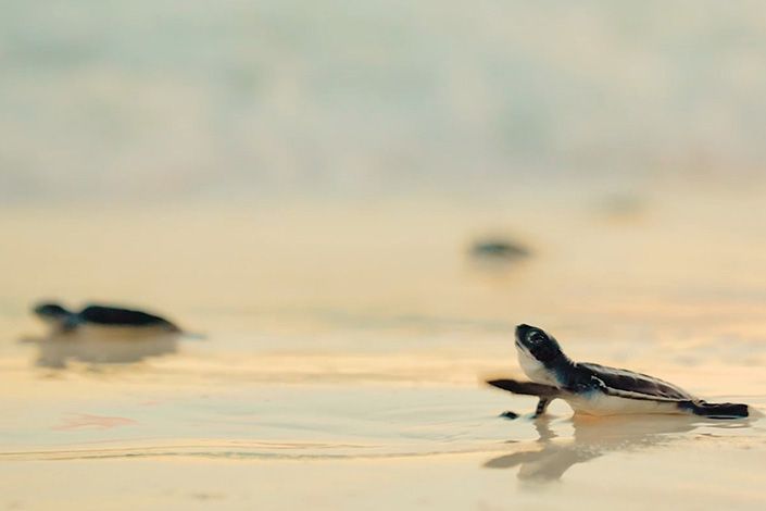 cayo-largo-del-sur-tropical-paradise-committed-conservation-blue-diamond-resorts-cub-5.jpg