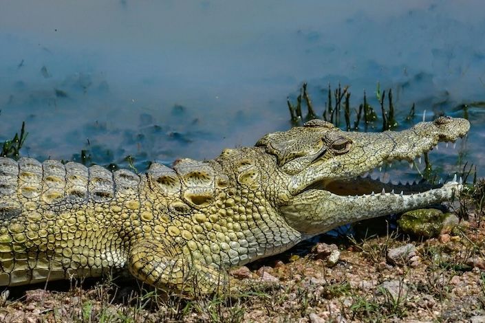 Crocodiles in Cancun: Where to see them and safety tips