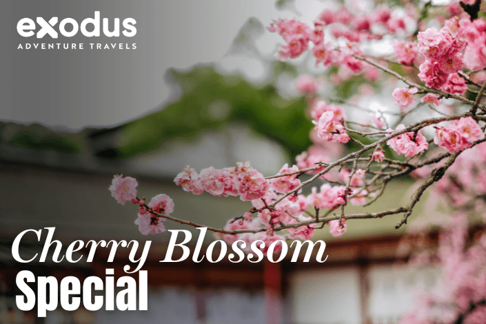 Exodus Cherry Blossom Special: Save up to $985 on selected departures to Japan or South Korea