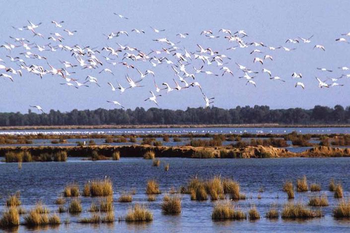 fotografia-del-parque-nacional-de-donana.jpeg