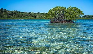2018/02/gulf-of-panama-mangroves.jpg