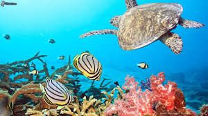 Célébrez la Journée mondiale des océans avec Coral Hotels