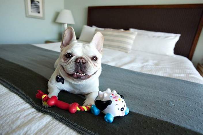 Did you know 30 Degrees Hotels are part pet-friendly?