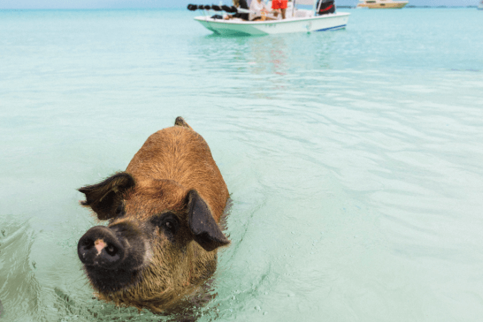 pig-island-snorkeling-sightseeing-tour-speedboat-koh-samui-kata-group-3.png