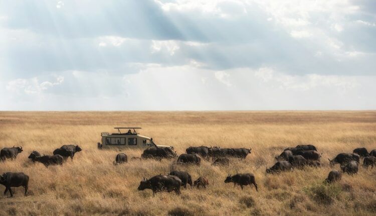 Destination : en Tanzanie, un tourisme qui vaut de l’or