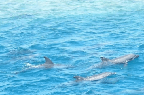 México prohíbe el cautiverio de delfines con fines de entretenimiento
