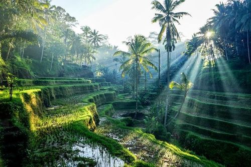 Bali awaits! Join Elite Voyages' exclusive FAM trip