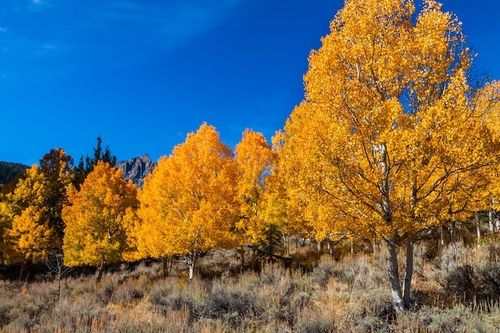 Best fall color hikes in California!