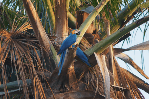Brasil refuerza su presencia en Global BirdFair, destacando el turismo de naturaleza, la conservación y la regeneración