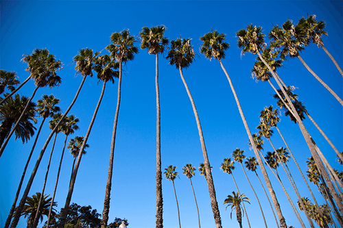 California takes the global sports stage