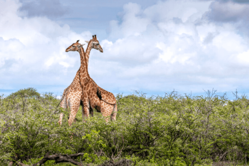 Collette rolls out Spring Sale with savings of up to $1,500 per couple