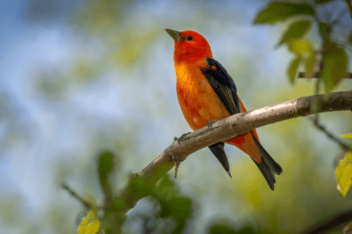 Colombia se consolida como destino importante para avistamiento de aves