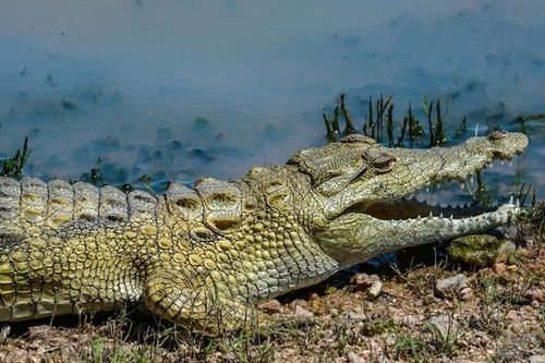 Crocodiles in Cancun: Where to see them and safety tips