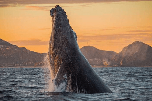 Los Cabos promueve la temporada de avistamiento de ballenas