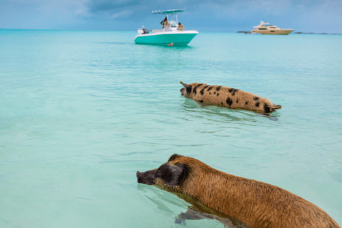 Pig Island snorkeling & sightseeing tour by speedboat from Koh Samui