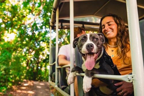 St. Kitts emerging as the ultimate pet-friendly Caribbean destination