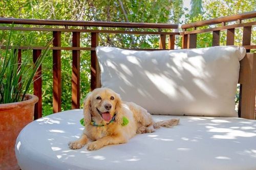 Travelling with pets? Fairmont Mayakoba has you covered!