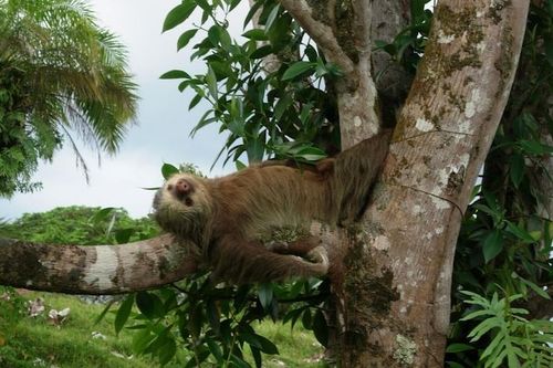 The ultimate guide to interacting with sloths from Costa Rica Tourism Board