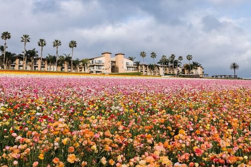 Visit Carlsbad unveils the 'Carlsbad Blooms Into Spring' campaign