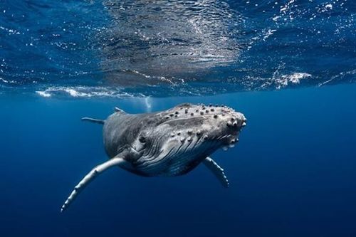 Whale season making waves in French Polynesia