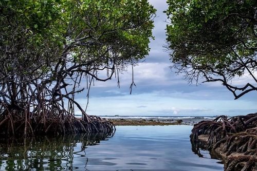 Why mangroves are important for Mexico’s Riviera Maya